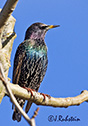 Sturnus vulgaris